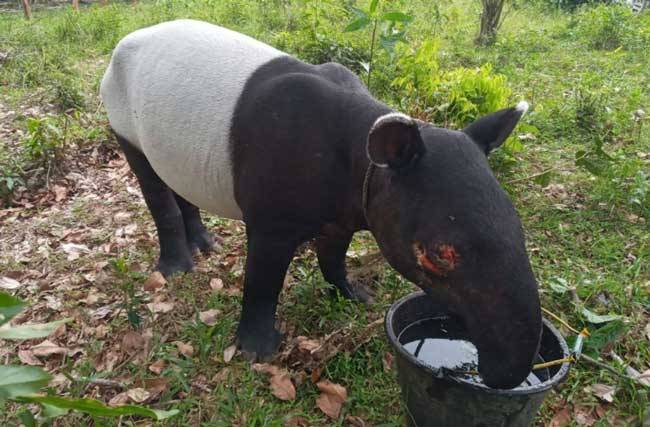 Seekor Tapir di Reteh Inhil Terperosok di Parit