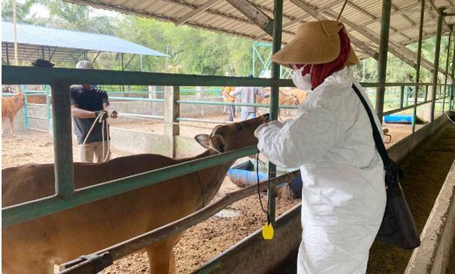 Jelang Idul Adha 1444 H, Belum Ditemukan Hewan Ternak di Pekanbaru Tertular Penyakit