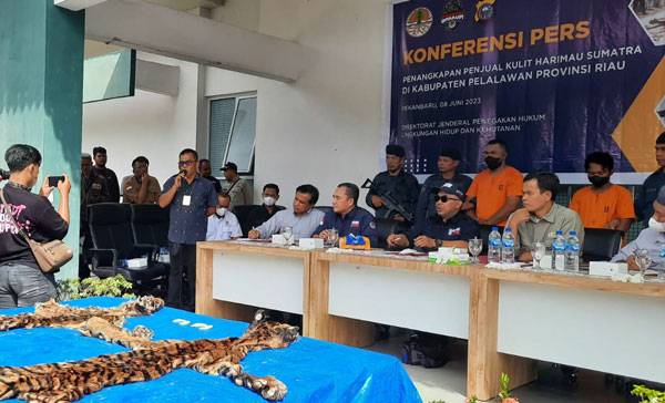 Amankan 2 Tersangka, Balai Gakkum KLHK Gagalkan Transaksi Perdagangan Kulit Harimau