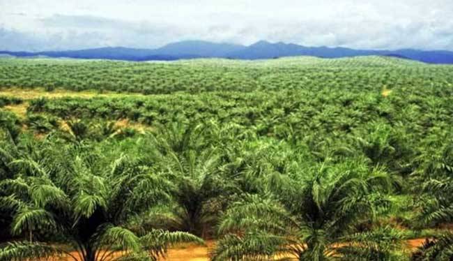 Pengusaha dan Petani Sawit Diminta Laporkan Lahan ke Satgas