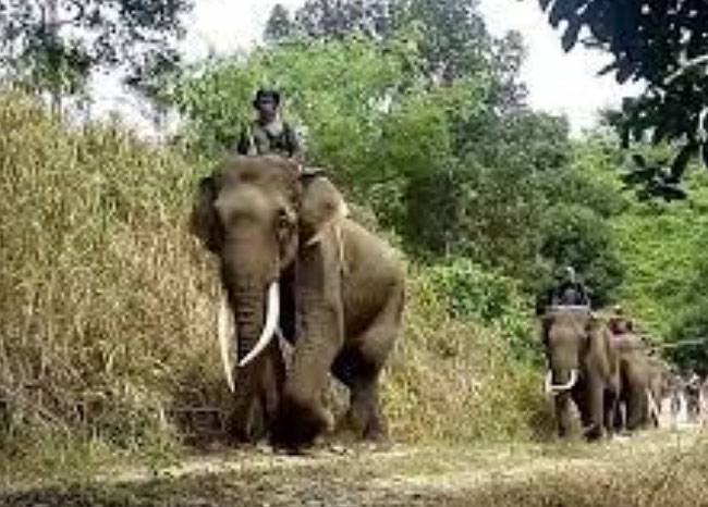 Konflik Gajah dengan Manusia di Kampar, BBKSDA Riau Cek Lokasi