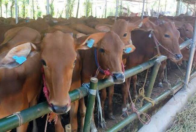 Besok ASN Pemko Pekanbaru Sembelih Puluhan Hewan Kurban