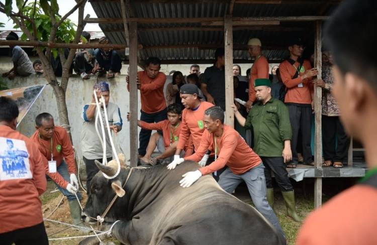 Sapi Bantuan Jokowi untuk Masyarakat Riau Disembelih, Berat 835 Kilogram
