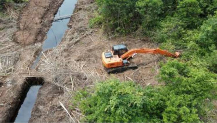 Forest Watch Indonesia: RI Gagal Kurangi Deforestasi