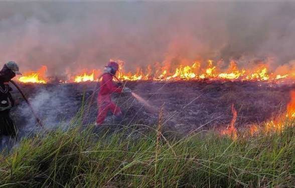 11 Daerah di Riau Tetapkan Siaga Darurat Karhutla