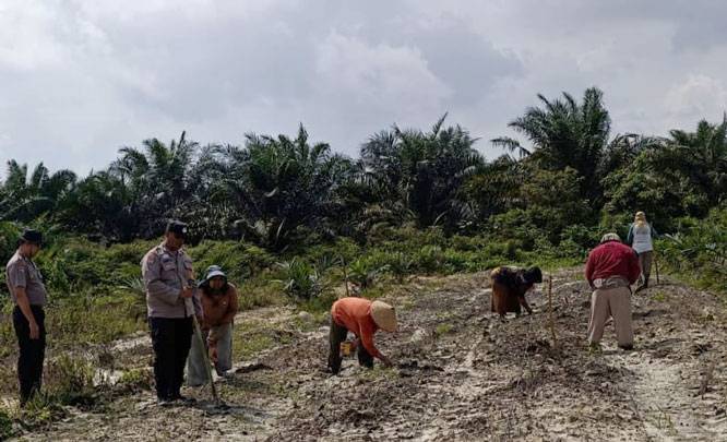 Lahan Ketahanan Pangan Polsek Kandis Terus Berkembang, Harapan Nyata Kelompok Tani Ayu Makmur