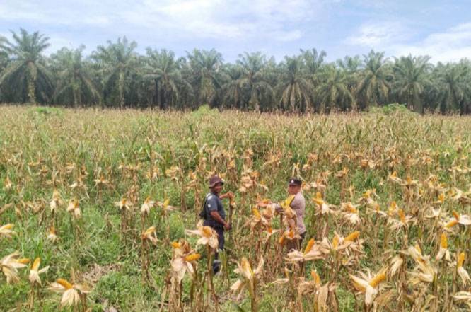 Ketahanan Pangan Polsek Kandis, Hamparan Jagung Tumbuh Subur dan Berkembang dengan Baik