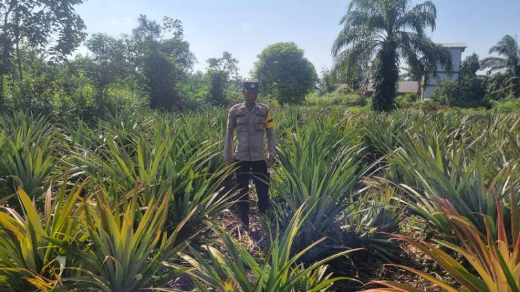 Dukung Swasembada Pangan, Bhabinkamtibmas Polsek Teluk Meranti Pantau Lahan Pertanian Warga