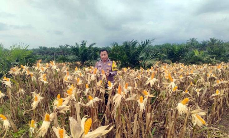 Bhabinkamtibmas Polsek Kandis Pantau Berkala Perkembangan Tanaman Jagung di Kampung SamSam