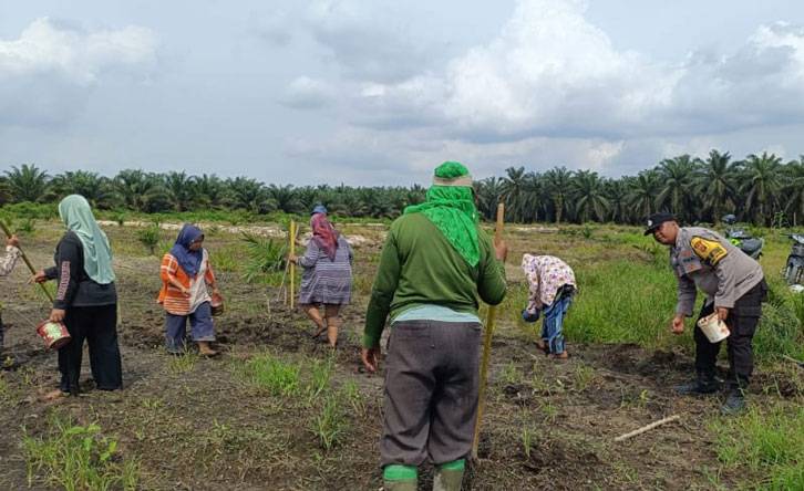 Bhabinkamtibmas Polsek Kandis Lakukan Pendampingan Berkelanjutan, 10 Hektare Lahan Jagung Telah Tertanam Bersama Kelompok Tani