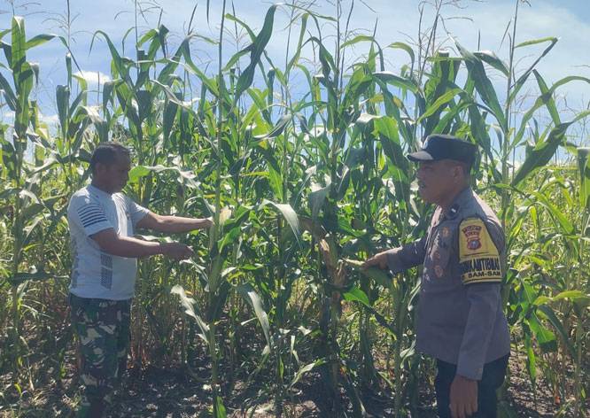 Menuju Panen Raya! Perkembangan Jagung Tumpang Sari di PT KPAK Dipantau Polsek Kandis