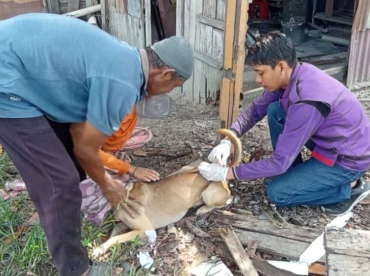 Bulan Vaksinasi Rabies, Dinas PKH Riau Siapkan Vaksin Gratis