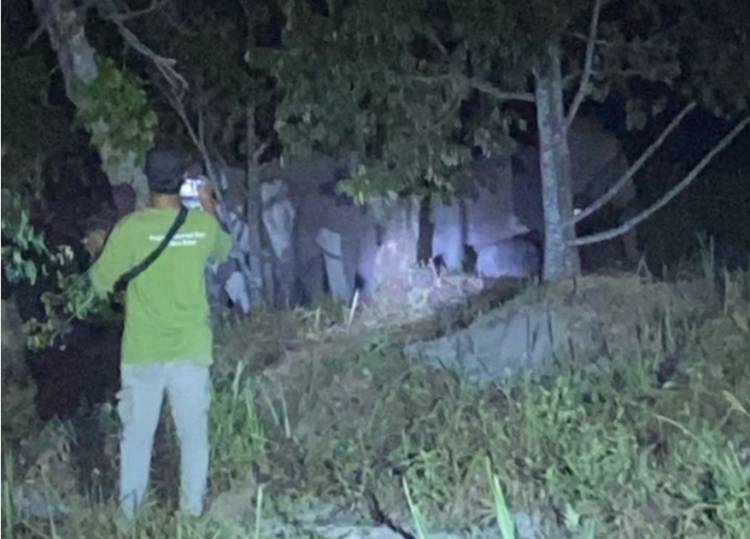 Belasan Gajah Dewasa Masuk Perkebunan Warga Muara Fajar