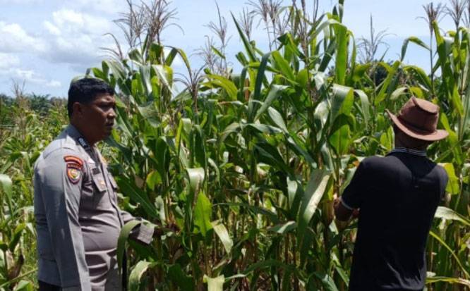 Polri Hadir di Tengah Petani, Polsek Kandis Pantau Jagung Tumpang Sari Kelompok Tani Ayu Makmur