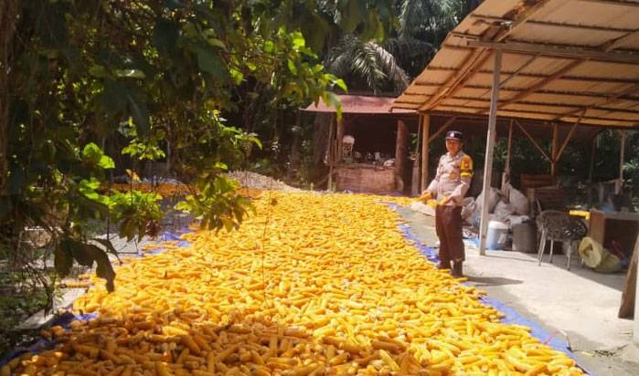 Turunkan Kadar Air, Bhabinkamtibmas Polsek Kandis Bersama Petani Jemur Jagung Hasil Panen Dibawah Sinar Matahari