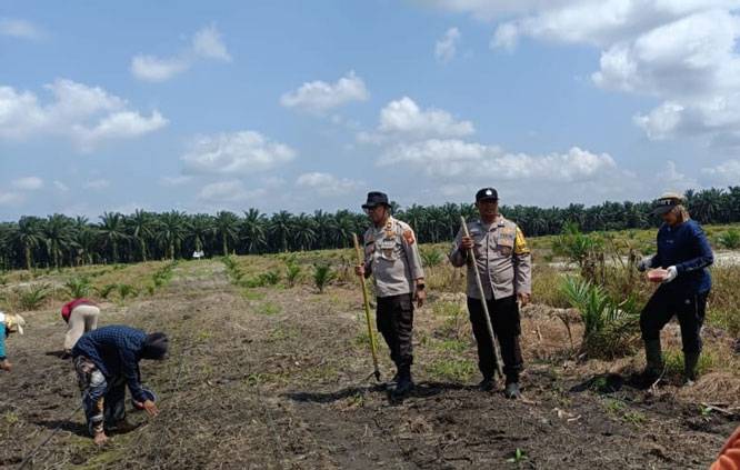 Bhabinkamtibmas Polsek Kandis Optimalkan Pengelolaan Budidaya Jagung Bersama Kelompok Tani Jambai Makmur