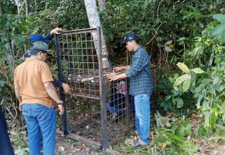 Beruang Madu Muncul di Pemukiman Warga Kerumutan Pelalawan, BBKSDA Riau Pasang Kandang Jebakan