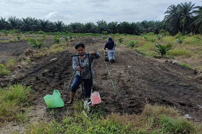 Langkah Nyata, Bhabinkamtibmas Polsek Kandis Bersama Petani Tabur Bibit Jagung di Lahan Produktif Seluas 15 Hektar