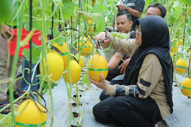 Panen Melon di Buantan Besar, Bupati Afni: Bukti nyata Dana Desa Tingkatkan PAD
