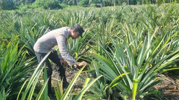 Ketahanan Pangan, Bhabinkamtibmas Polsek Teluk Meranti Tinjau Perkembangan Tanaman Nenas