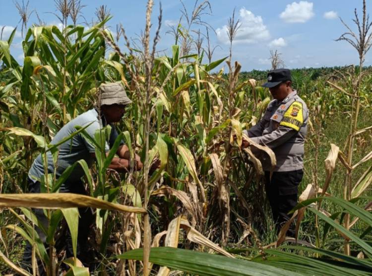 Jagung Tumbuh Subur, Harapan Ketahanan Pangan Semakin Besar, Polsek Kandis Dampingi Petani