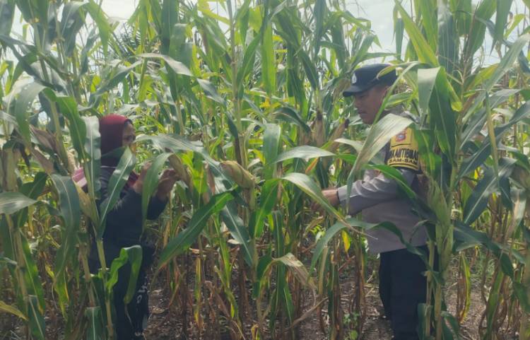 Jelang Masa Panen, Bhabinkamtibmas Polsek Kandis Ekstra Monitoring Ketahanan Pangan di Kampung SamSam
