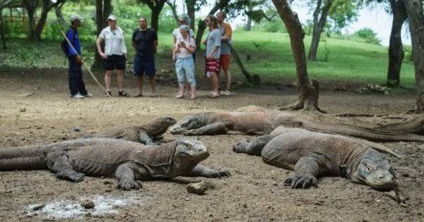 Mulai 1 Agustus 2022 Tarif Masuk TN Komodo Rp3,7 Juta/Orang, Pemprov Demi Konservasi dan Kelestarian