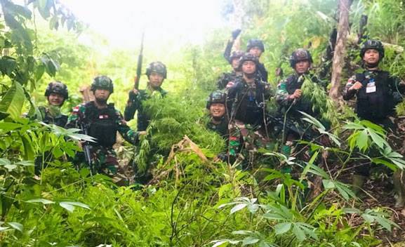 Satgas Yonif 126/KC Kembali Temukan Ladang Ganja Seluas Lima Hektar di Perbatasan RI-PNG