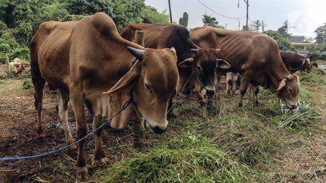 Sapi dan Kambing Tak Kunjung Datang, Mushala di Bukittinggi Gagal Kurban Karena Ditipu Penjual Ternak