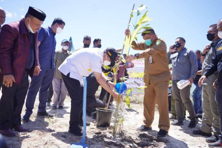 Gubernur Riau Bersama DLHK Riau dan Gapoktan Tanam 10 Ribu Batang Bibit Aren di Tambusai Utara