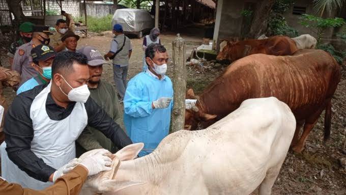 Cegah PMK, 57.400 Vaksin Didistribusikan ke Kabupaten/Kota di Riau