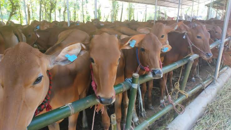 Sebanyak 7.400 Sapi Telah Disuntik, Riau Kembali Dapat Tambahan 50 Ribu Dosis Vaksin PMK