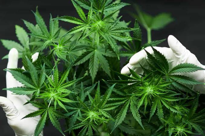 Ganja di Legalisasi Untuk Medis, Mudarat atau Manfaat?
