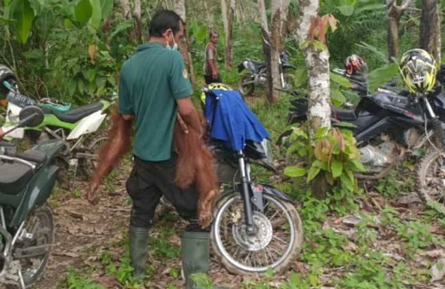 Anak Orang Utan di Inhil Ditinggal Induk, Ditemukan Dalam Kondisi Lemah