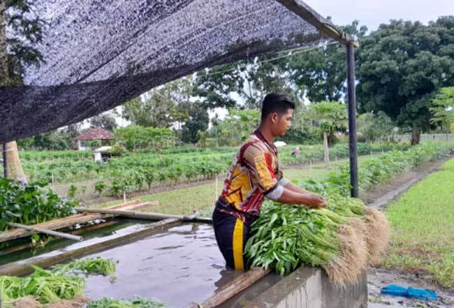 Tidak Usah Takut Hadapi El Nino, Tetap Bisa Panen