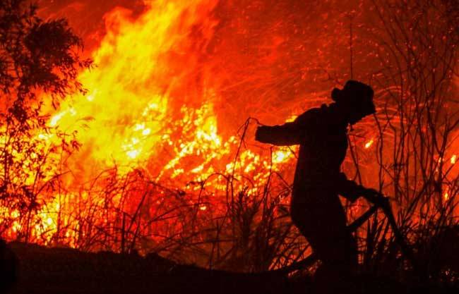 25 Orang Tewas Akibat Kebakaran Hutan di Aljazair