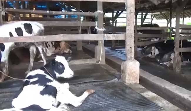 Positif Antraks,Tiga Warga Gunungkidul Meninggal, Terungkap Sapi Mati yang Dikubur Digali Lagi untuk Dikonsumsi