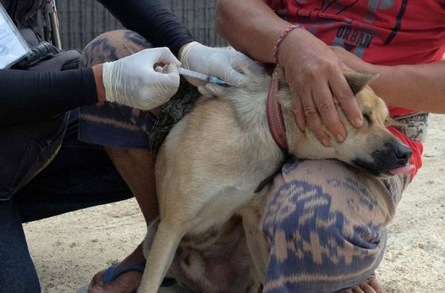 Empat Selamat, Seorang Warga Inhil Meninggal Setelah Digigit Anjing Rabies