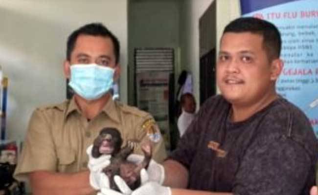 Warga Inhu Serahkan Bayi Beruang Madu ke BBKSDA Riau