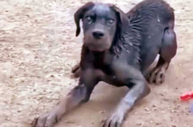 Masyarakat Riau Bisa Vaksin Rabies Gratis