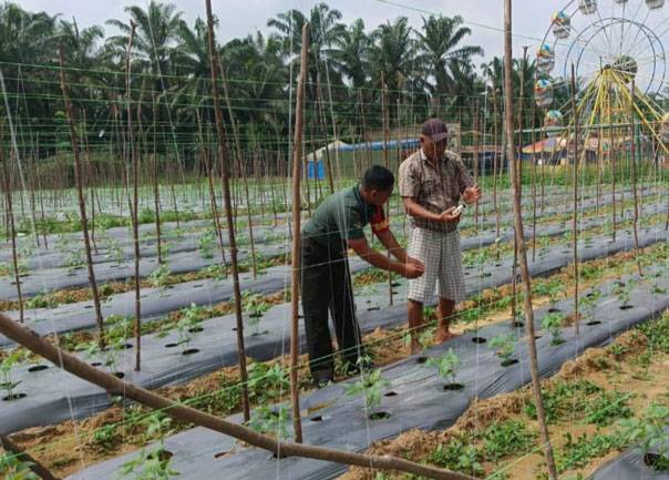 Ketahanan Pangan, Anggota Koramil 0321-05/ RM Kembali Lakukan Pendampingan Petani Gambas