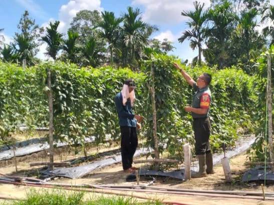 Tiga Anggota Koramil 0321-05/RM Kembali Lakukan Pendampingan Tanaman Kacang Panjang di Bangko Jaya