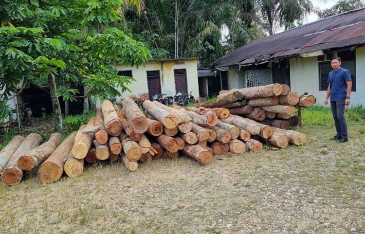 Tiga Sawmil di Kampar Kiri Ditindak Tegas, Puluhan Tual Kayu Bulat dan Olahan Disita