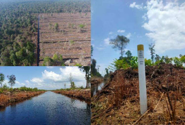 APRIL Grup Tebang Hutan Alam di Tengah Sertifikasi FSC