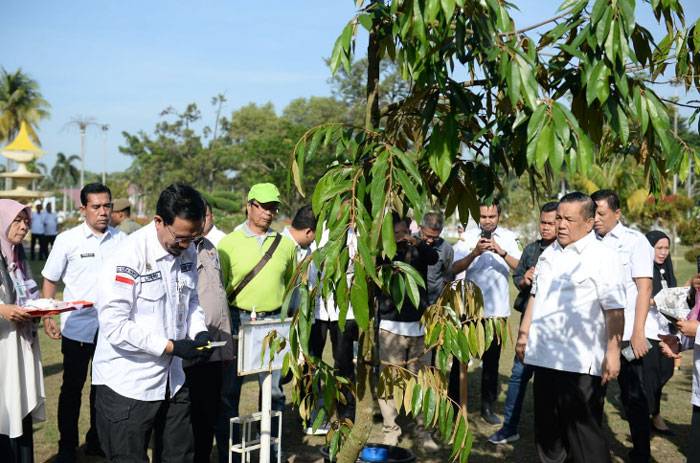 Puluhan Bibit Musang King Ditanam di Kediaman Gubernur