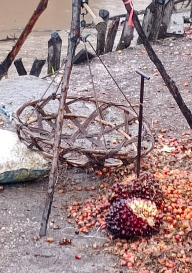 Peron Ilegal Marak di Inhil, Petani Rugi, PAD Bocor