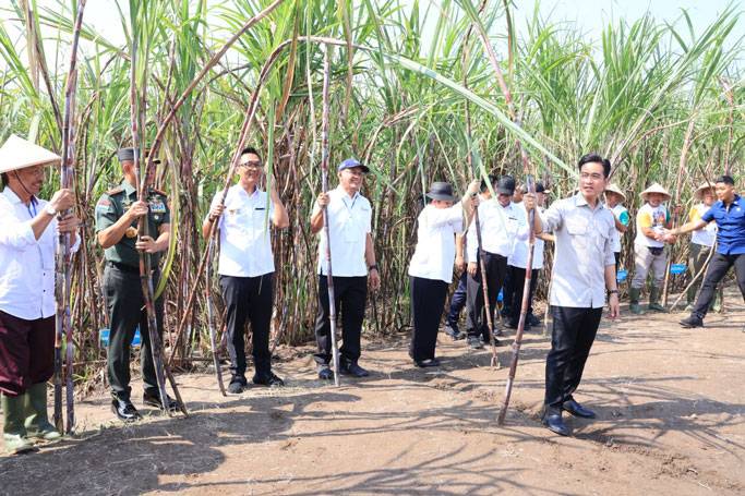 Panglima TNI Kawal Langsung Panen Tebu Untuk Swasembada Gula Nasional