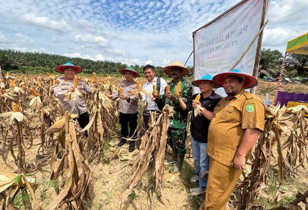 PT. Tasma Puja Kampar dan Inhu Berhasil Tanam Jagung Pipil