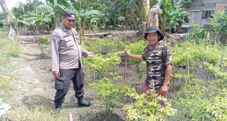 Menjaga Harapan dari Hamparan Jagung, Bhabinkamtibmas Teluk Meranti Kawal Ketahanan Pangan