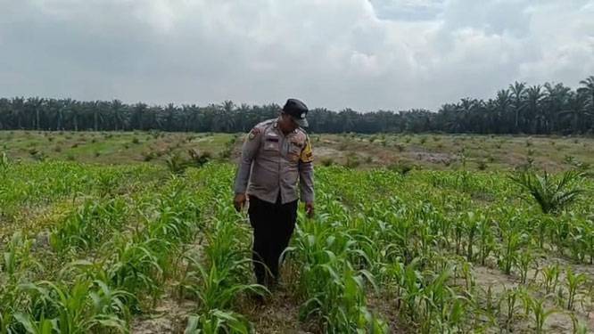Bhabinkamtibmas Aipda Janseng Temui Petani Tumpang Sari, Bahas Peningkatan Produktivitas Pangan